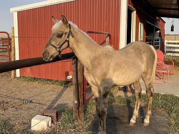 beautiful-head-rocky-mountain-horse