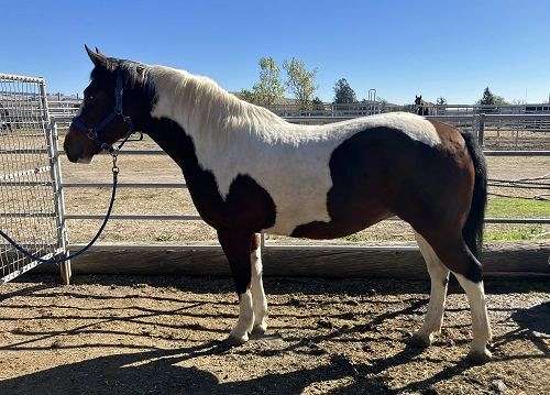 draft-performance-draft-horse