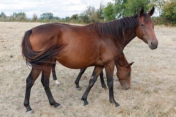 crafty-native-thoroughbred-horse