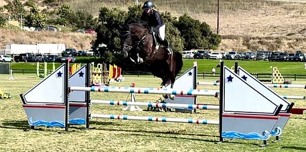 black-gelding-warmblood-horse