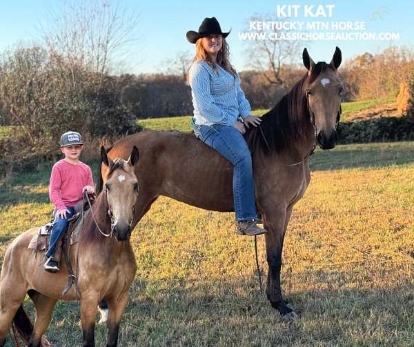 all-kentucky-mountain-pony