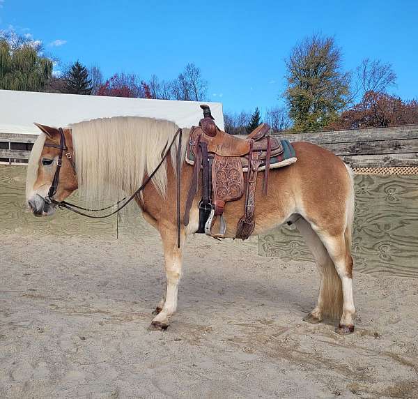 haflinger-gelding