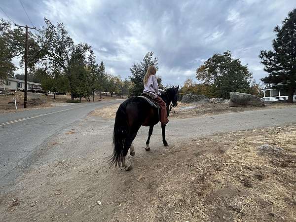 quarter-horse-gelding