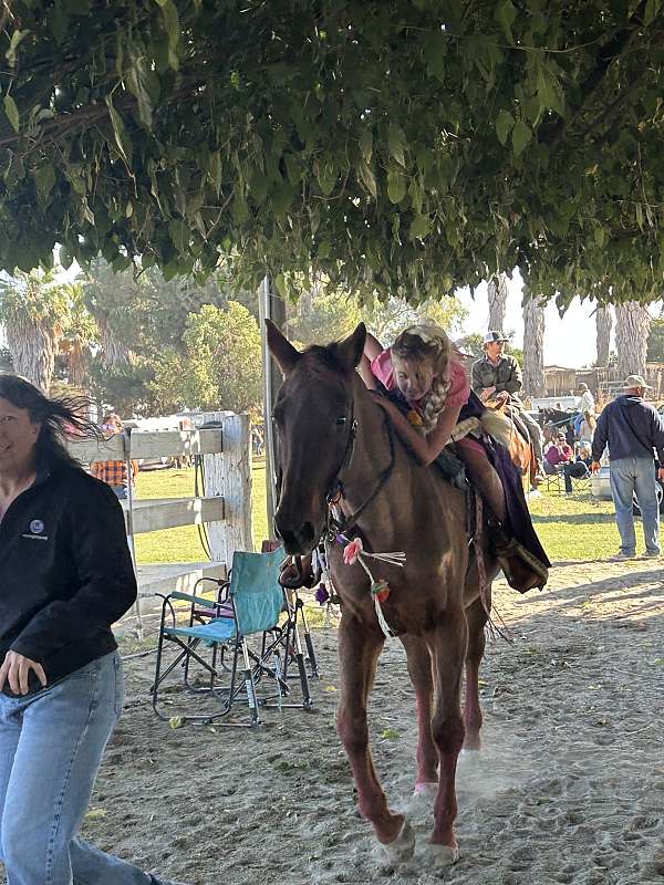 red-roan-roan-gymkhana-trail-horse