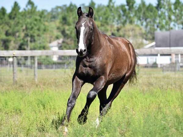 half-draft-clydesdale-horse