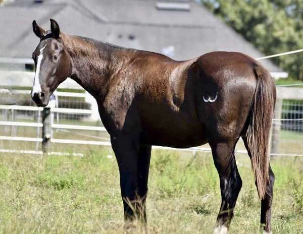 clydesdale-cross-gelding