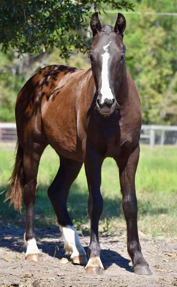 half-clydesdale-horse