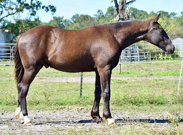 hypp-nn-clydesdale-horse