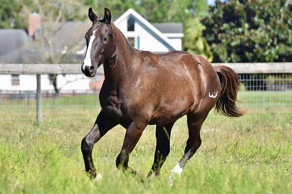 half-clydesdale-gelding