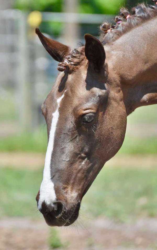 black-socks-blaze-horse