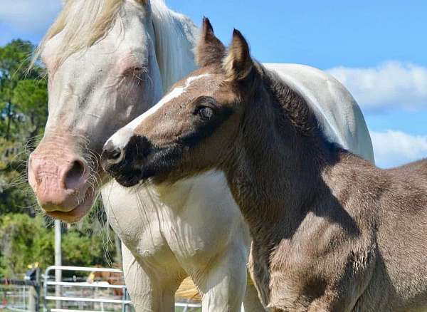 all-around-clydesdale-horse