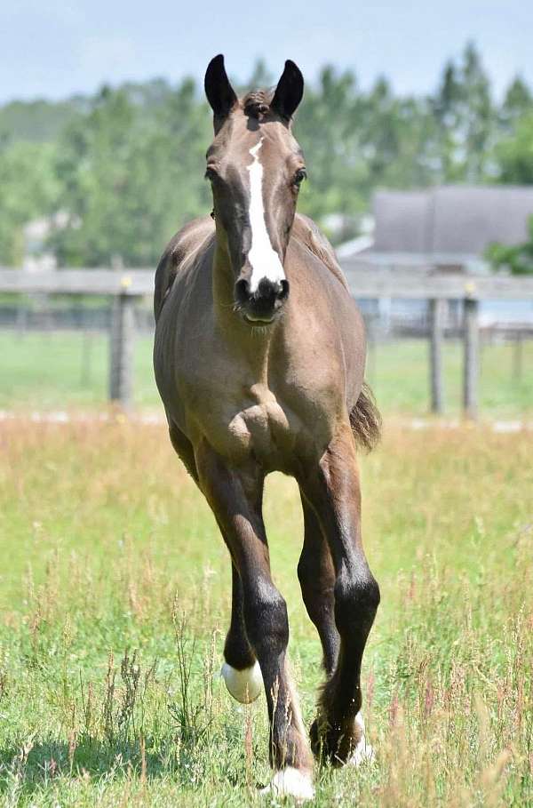 draft-cross-clydesdale-horse