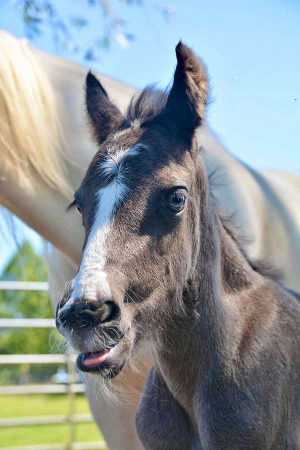 athletic-clydesdale-horse