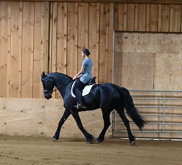 endurance-friesian-horse