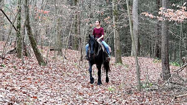 eventing-friesian-horse