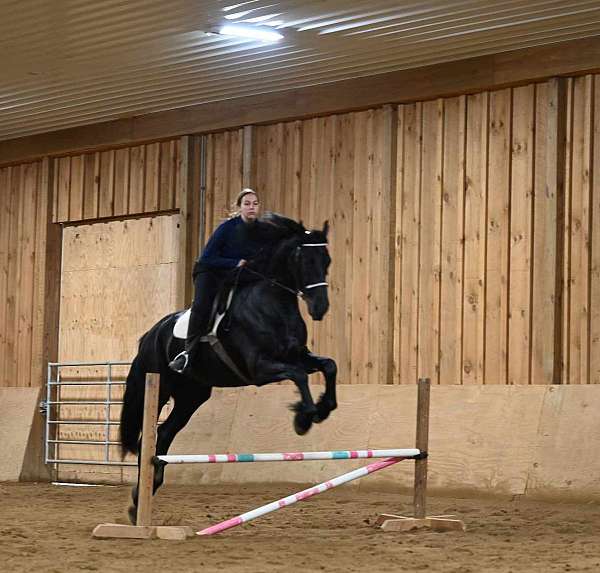 husband-safe-friesian-horse