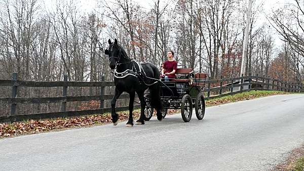 jumper-friesian-horse