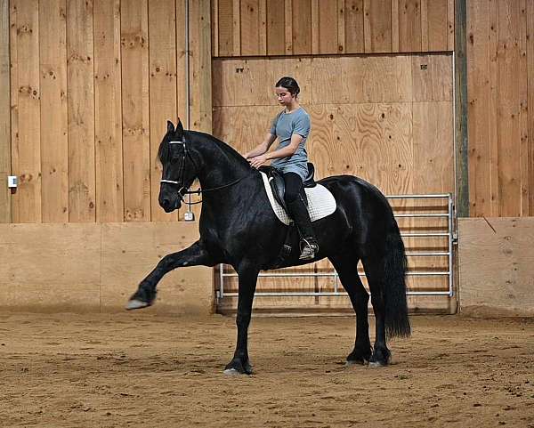 kid-safe-friesian-horse