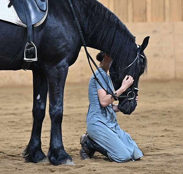 parade-friesian-horse