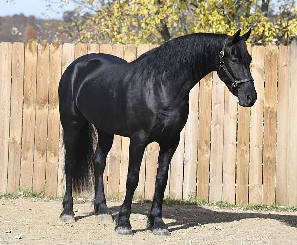 pleasure-driving-friesian-horse