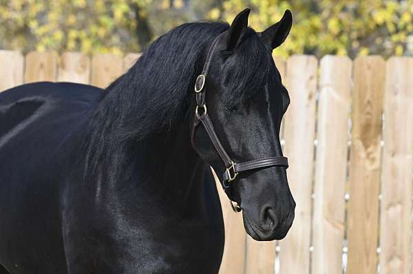 trail-class-competition-friesian-horse