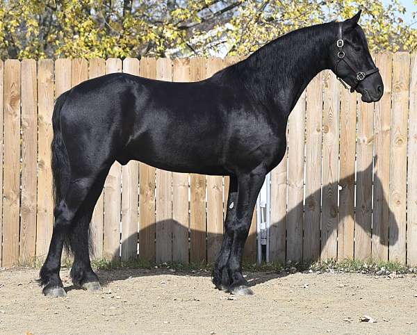 ridden-western-friesian-horse