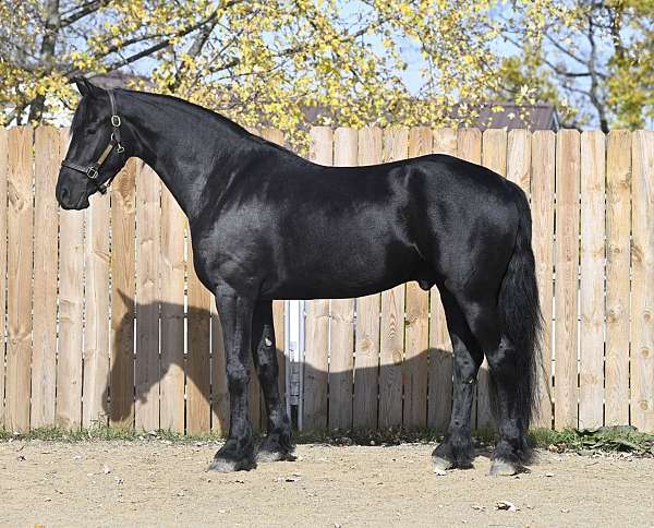 trail-riding-friesian-horse