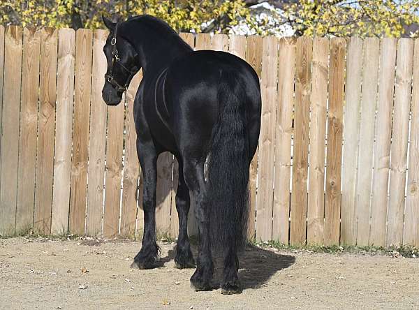 western-dressage-friesian-horse