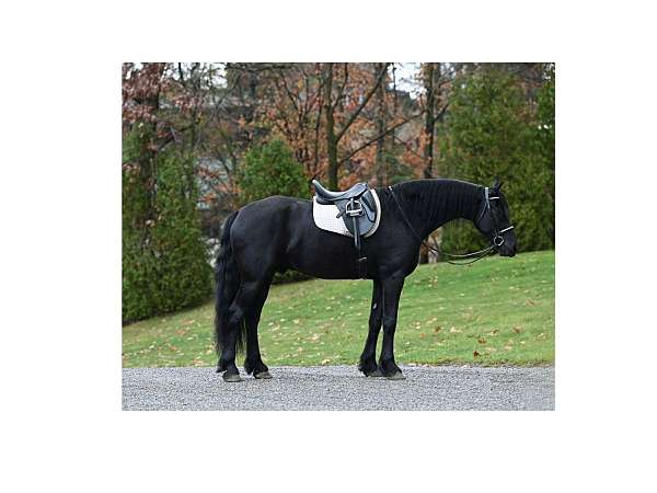 dressage-friesian-horse