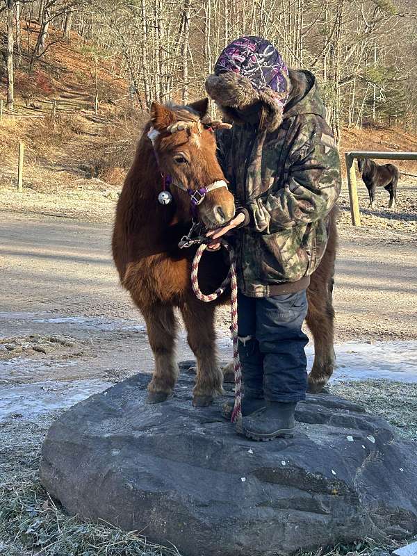 farm-animals-miniature-horse