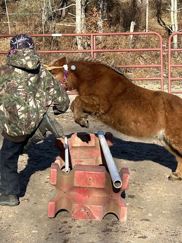 games-miniature-horse