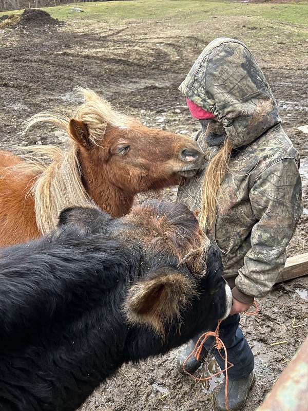 farm-animals-miniature-horse