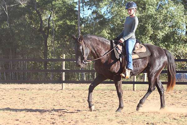 dressage-potential-mare