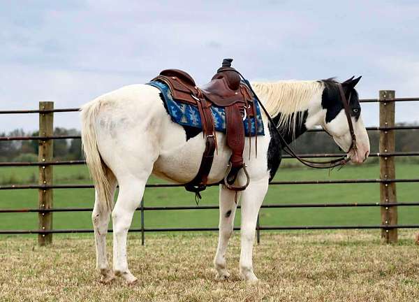 blue-roan-bald-face-horse