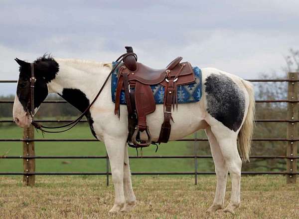 blue-roan-bald-face