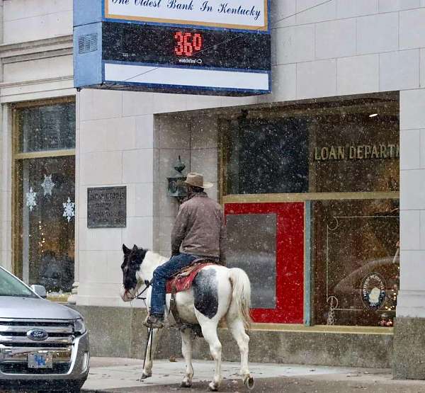 ranch-work-quarter-horse