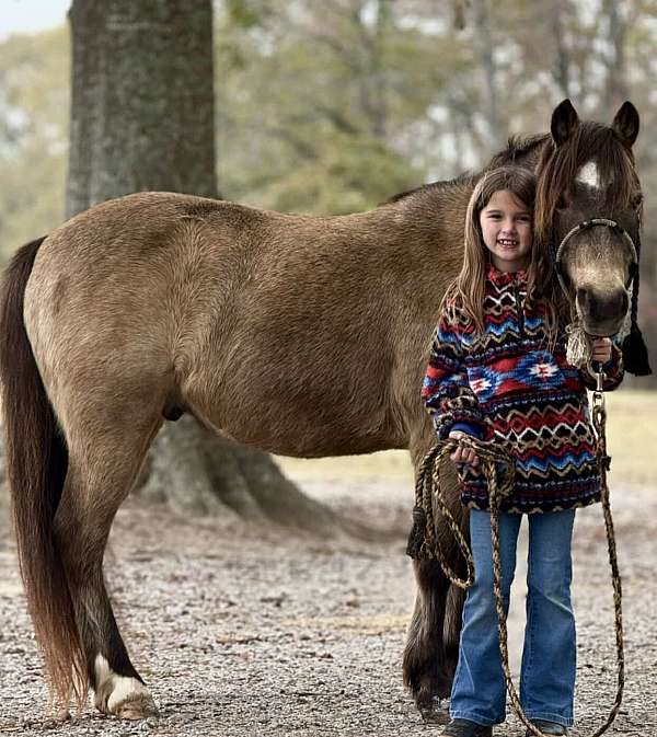 blue-roan-bald-face-horse