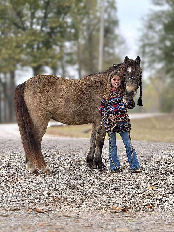 blue-roan-bald-face