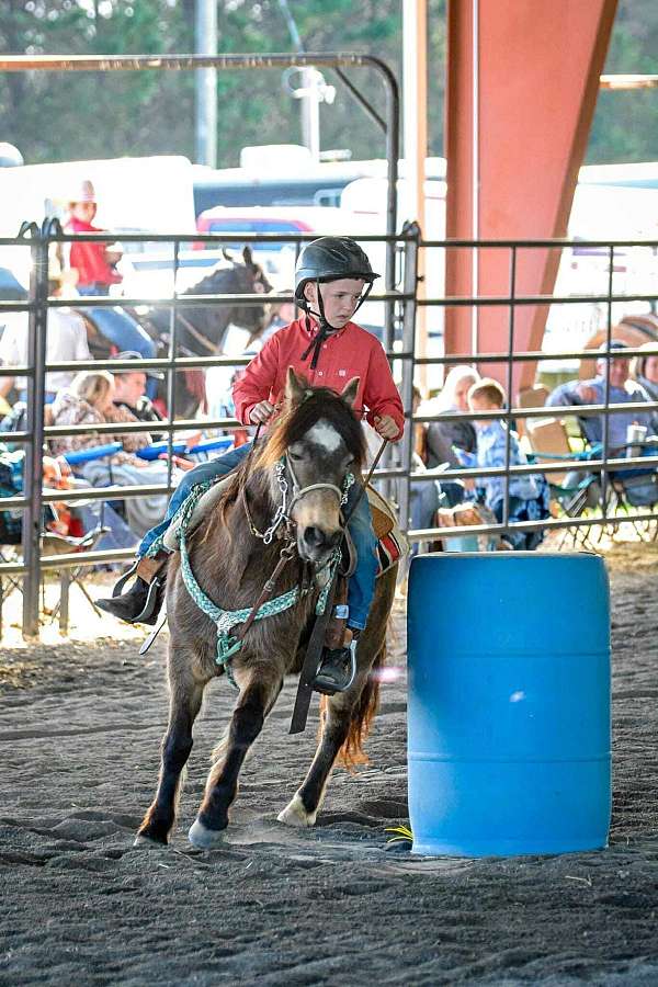 family-horse-quarter