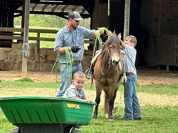 paint-quarter-horse