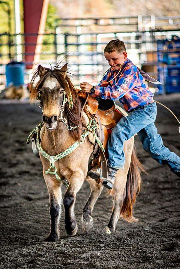 trail-quarter-horse