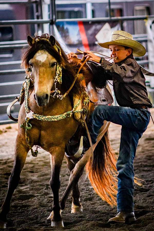 elk-hunting-horse