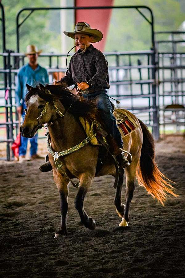 elk-hunting-gelding