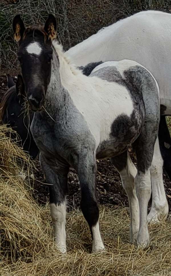 blue-roan-paint-markings-horse