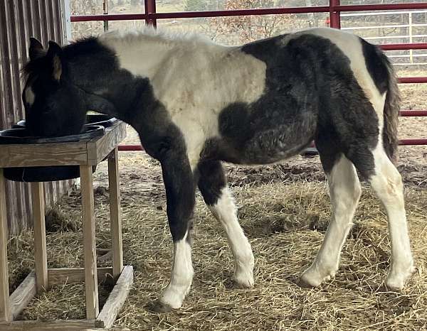 blue-roan-paint-markings-horse