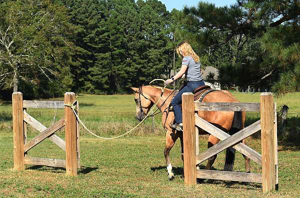 western-quarter-horse