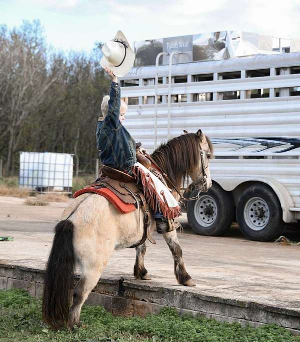 quarter-pony