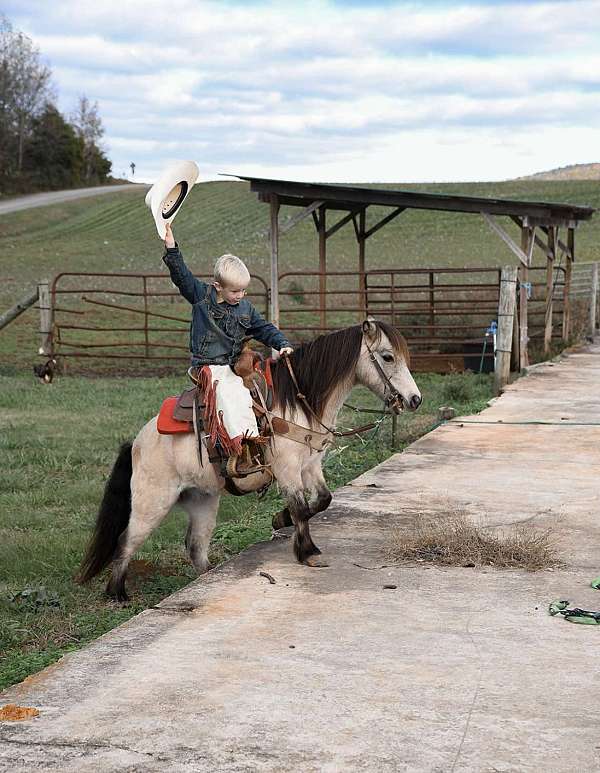 all-around-quarter-pony