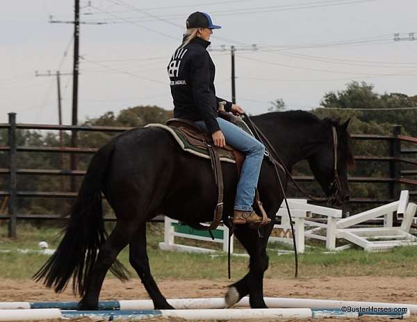 been-around-cattle-quarter-pony