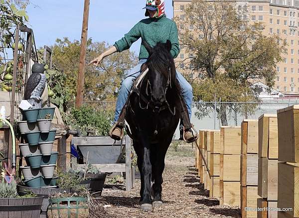 buckskin-gelding-quarter-pony